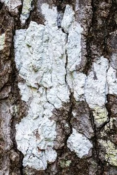 Close-Up of Tree Bark with White Lichen Growth – Nature Texture Stock Photos