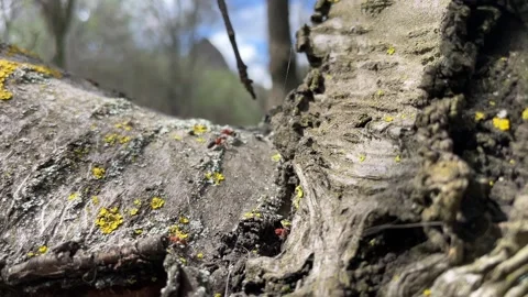 Close Up of Tree Bark with Yellow Lichen and Small Insects in a Natural Forest Video stock 303144364