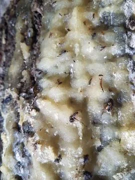 Close Up of Tree Bark with Yellowish Waxy Substance and Insects Stock Photos