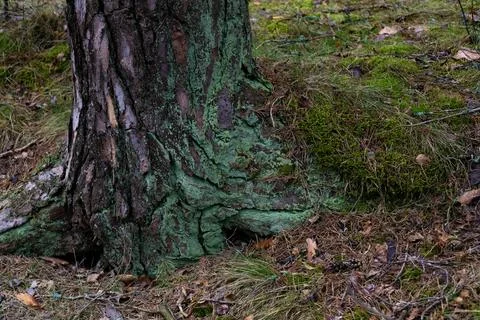 Close-Up of Tree Base with Moss and Lichen Stock Photos