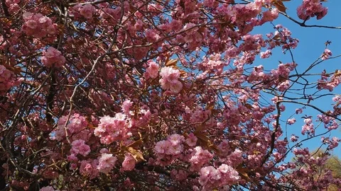 Close up of tree in bloom - slow motion - blue sky - Pro Res 422 Stock Footage 106812209