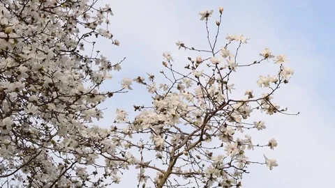 Close up tree bloom spring season looking at the sky Stock Footage 259434094
