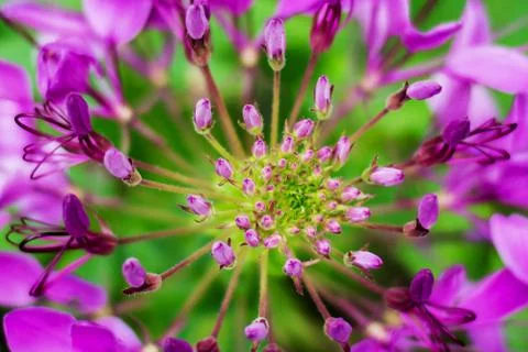Close up of tree blossom Stock Photos