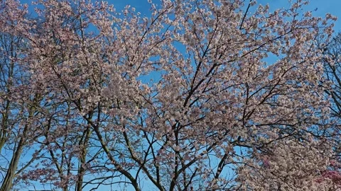 Close up of tree blossoms Stock Footage 271521940