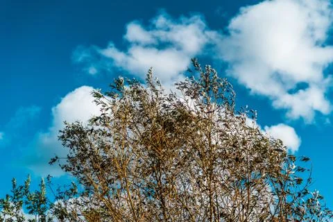 Close up of tree with blue skies and clouds with shallow depth of field Stock-Fotos