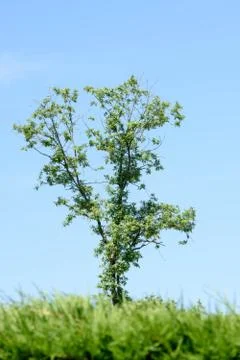 A close up of a tree with a blue sky in the background Stock Photos