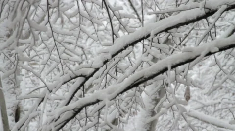 Close Up Of Tree Braches Covered In Snow, Snow Storm, Winter, Background Stock-Footage 45534826