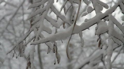 Close Up Of Tree Braches Covered In Snow, Snow Storm, Winter, Background Stock-Footage 45534850