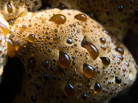 Close-up on tree bracket fungus surface with red condensate droplets. Stock Photos