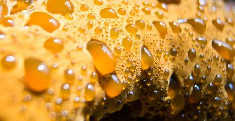 Close-up on tree bracket fungus surface with red condensate droplets. Stock Photos