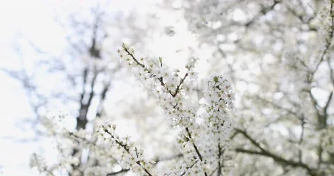 Close-up tree branch with an abundance of white flowers on the tree Stock Footage 130435267