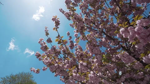 Close-up of Tree branch and blue sky background. Stock Footage 144586541