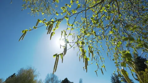 Close-up of Tree branch and blue sky background. Stock Footage 144586702