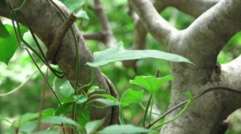 Close Up Of Tree Branch And Vines In Japanese Forest 4K Stock Footage 46208366