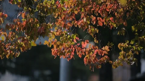 Close-up of tree branch, autumn foliage, red leaves on branch sway under wind Stock Footage 128281682