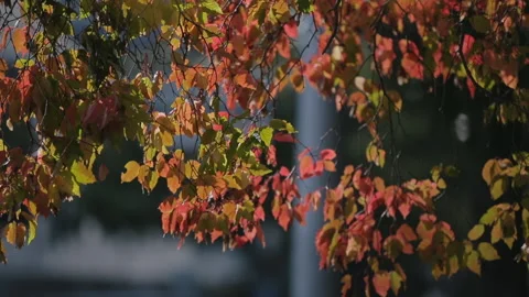 Close-up of tree branch with autumn foliage, leaves on branch sway under wind Stock Footage 132739072