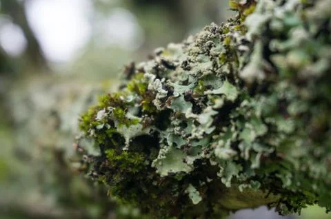 Close up of tree branch bark covered with moss and lichen. Nature background Stock Photos