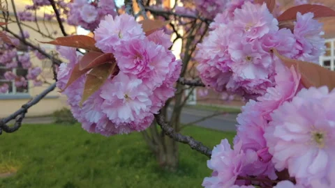 Close-up of a tree branch blooming with pink flowers	 Stock Footage 311925548