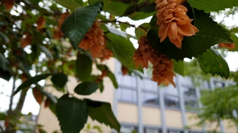 Close up of a tree branch with bright green leaves Stock Footage 94423419
