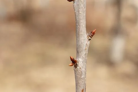 A close-up of a tree branch with budding leaves. Background is blurred, sho.. Stock Photos