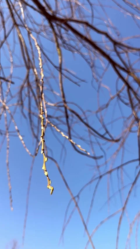 Close-Up of Tree Branch with Buds Against a Bright Blue Sky Stock Footage 304546794