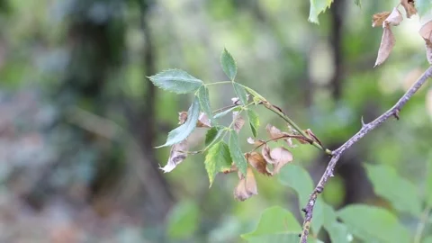 Close-up of a tree branch in countryside, environmental and nature footage Stock Footage 163387646