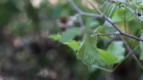 Close-up of a tree branch in countryside with selective focus Stock Footage 163387577