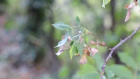 Close-up of a tree branch in countryside with selective focus Stock Footage 163387714