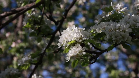 Close Up Of A Tree Branch Covered In Delicate White Spring Blossoms And Green Le 스톡 동영상 309778147