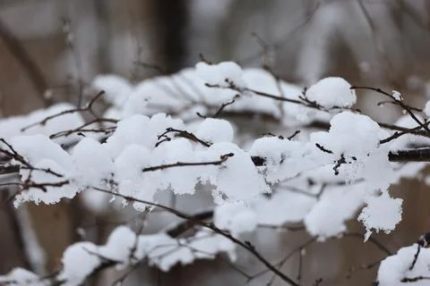 Close Up Of Tree Branch Covered In Fluffy White Snow Fotos de archivo