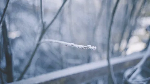 Close up of a tree branch covered in ice. Video stock 126724087