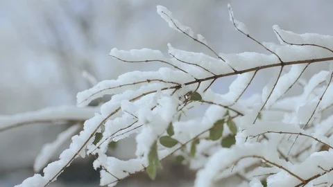 Close up of tree branch covered with thick layer of fresh snow, backlit by the Video stock 104924451