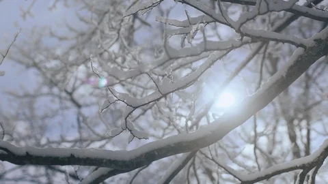 Close up of tree branch covered with thick layer of fresh snow, backlit by the Video stock 104925022
