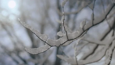 Close up of tree branch covered with thick layer of fresh snow, backlit by the Stock-Footage 104925601