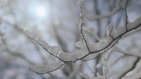 Close up of tree branch covered with thick layer of fresh snow, backlit by the Video stock 104925650