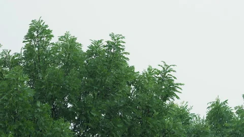 Close-up of a tree branch with dark green leaves under heavy summer rain, Stock Footage 133432739