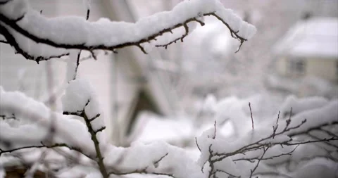 Close Up of Tree branch during snowstorm / blizzard with blurred background. 4K Stock Footage 148349740