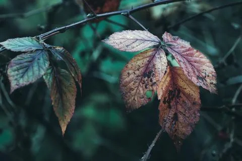 Close-up of a tree branch with fall leaves in  Zoersel, Belgium Stock Photos