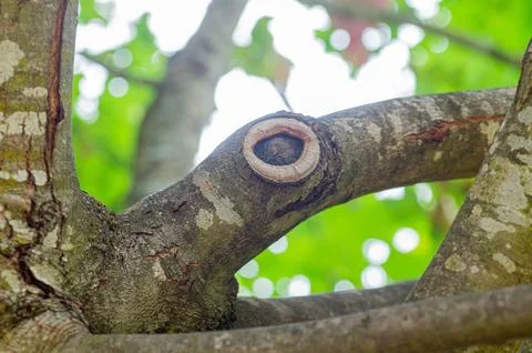 Close-up of a tree branch featuring a circular scar resembling an eye, surrou Stock Photos
