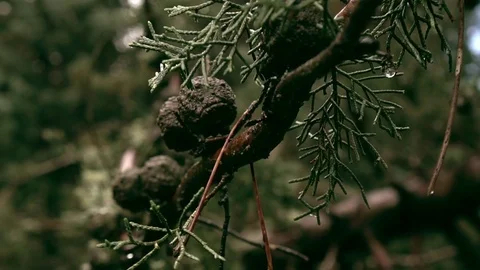 Close up of tree branch Stock Footage 74505790