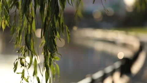 Close-up of a tree branch with green leaves. In the background there is a pond Stock Footage 150237461