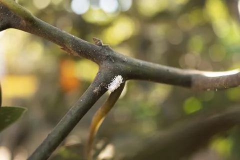 Close-up of a tree branch infested with mealybugs, showing a white waxy ins.. Photos