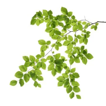 Close up of a tree branch isolated on white background Stock Photos