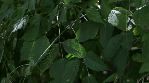 Close-up of a tree branch with large green leaves. Stock Footage 281726015
