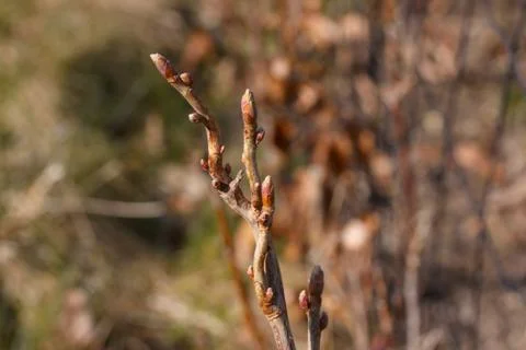 Close up of tree branch with leaf buds ready to burst. Spring is in the air Stock Photos