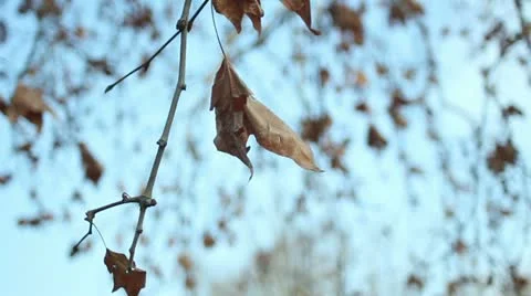 Close up of tree branch moving in the wind Stock Footage 10819405