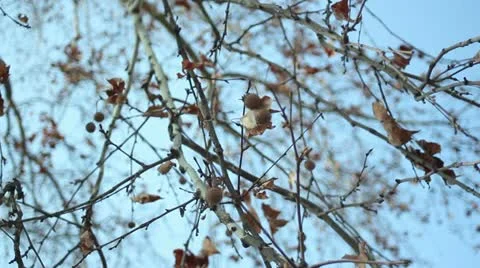 Close up of tree branch moving in the wind _1 Stock Footage 10821130