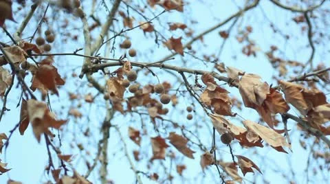 Close up of tree branch moving in the wind _2 Stock Footage 10821202
