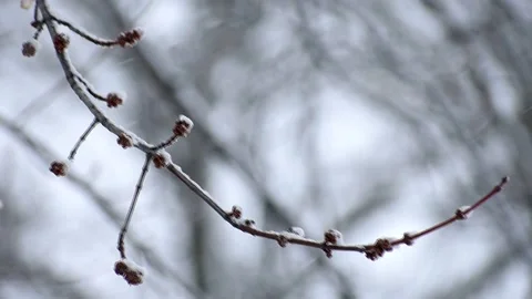 Close up of Tree Branch Moving in the Wind During Winter Snow Storm Stock Footage 149690185