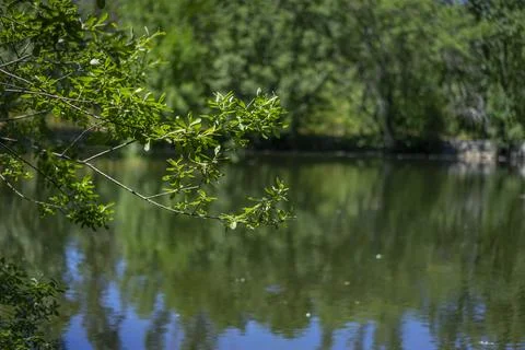 Close-Up of Tree Branch Overlooking a Calm Forest Pond Stock Photos